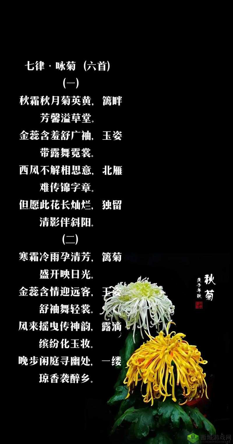 母亲的桃花源菊花：那一抹芬芳背后的温暖与深情