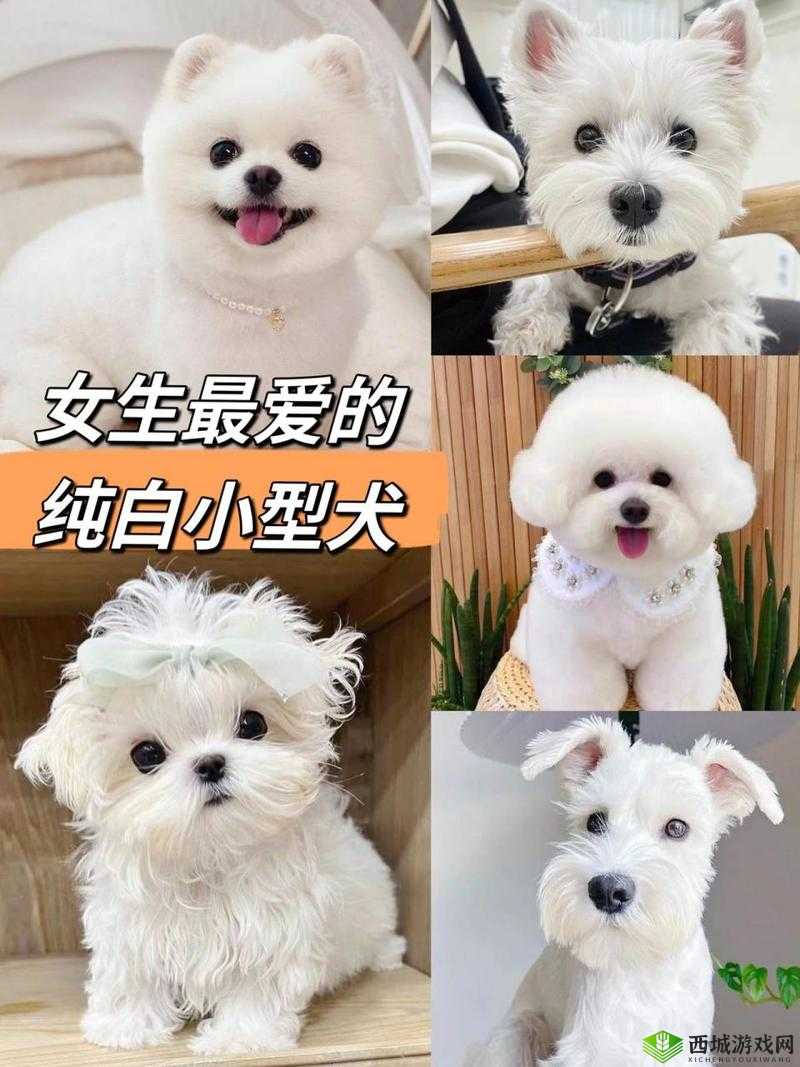 哪种狗最适合女人自己用：聪明、忠诚、小巧玲珑的犬种推荐