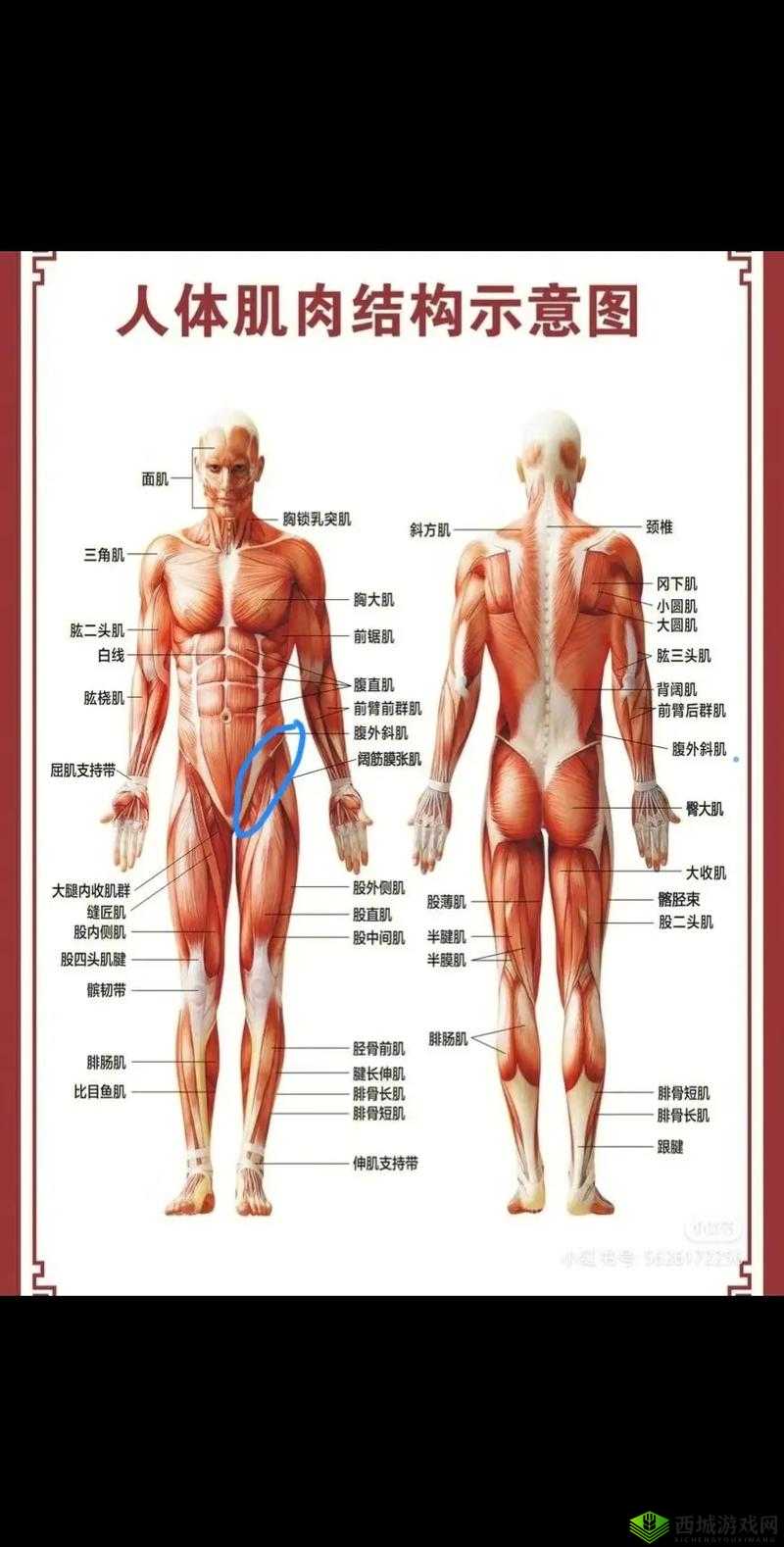 躺在床上高抬腿大腿根部疼且不知缘由该如何应对