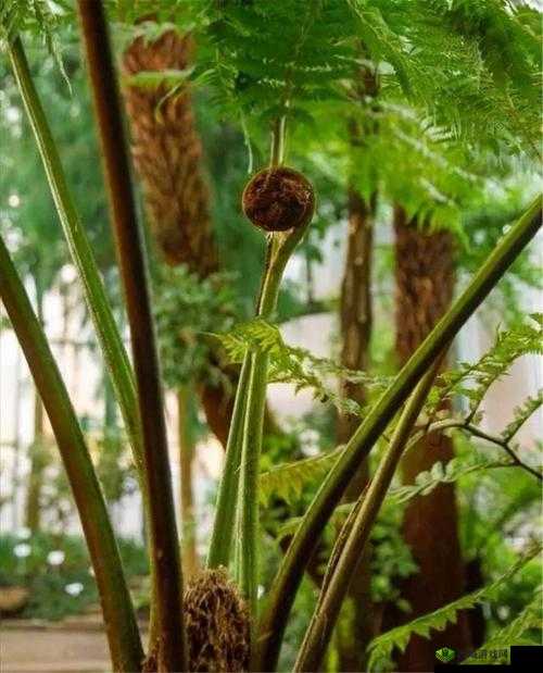 狗的根茎多大图片：探索植物根茎的神秘尺寸之谜