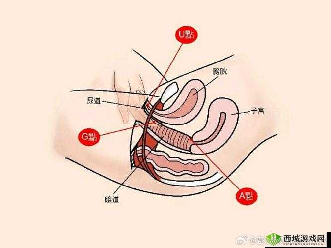 女士私密高潮医院：专业引领私密健康新高度