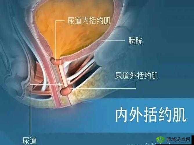 正常阴脣图片：展现女性生殖器官的自然之美