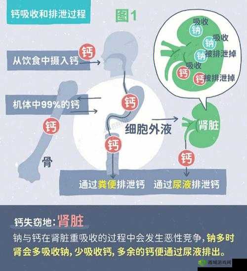 大家看钙都是在哪看呀：钙的常见来源与摄取方式