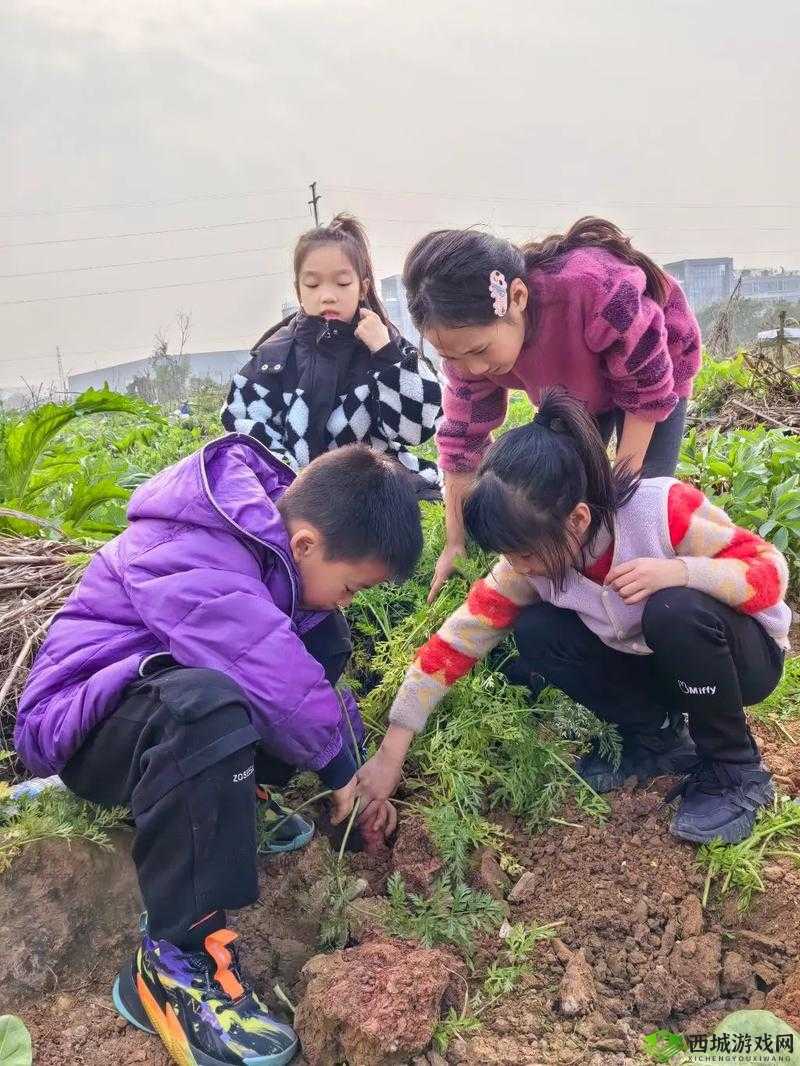 人们俗称的拔萝卜：传承千年的田园童趣活动