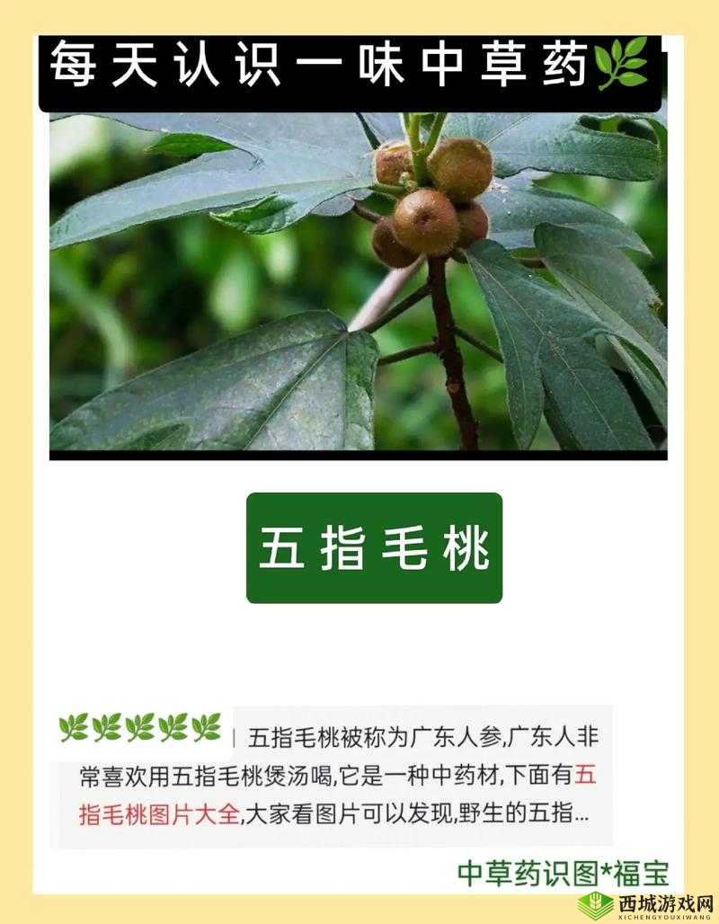 五指毛桃真的有补肾作用吗？快来了解关于五指毛桃补肾的真相