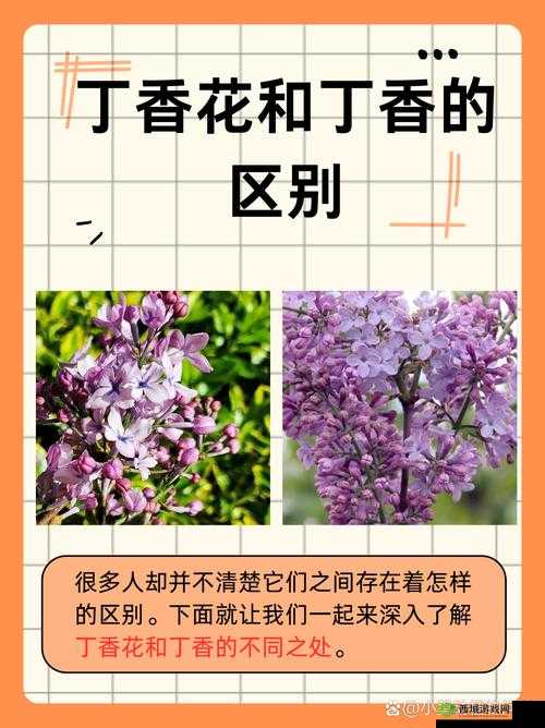 为什么丁香花久久九月天综合网如此受欢迎？这里有你想知道的答案